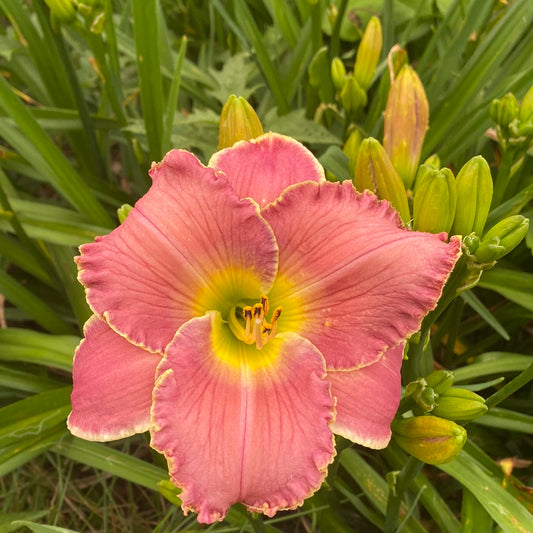 Memorial to Steve, perennial Daylily