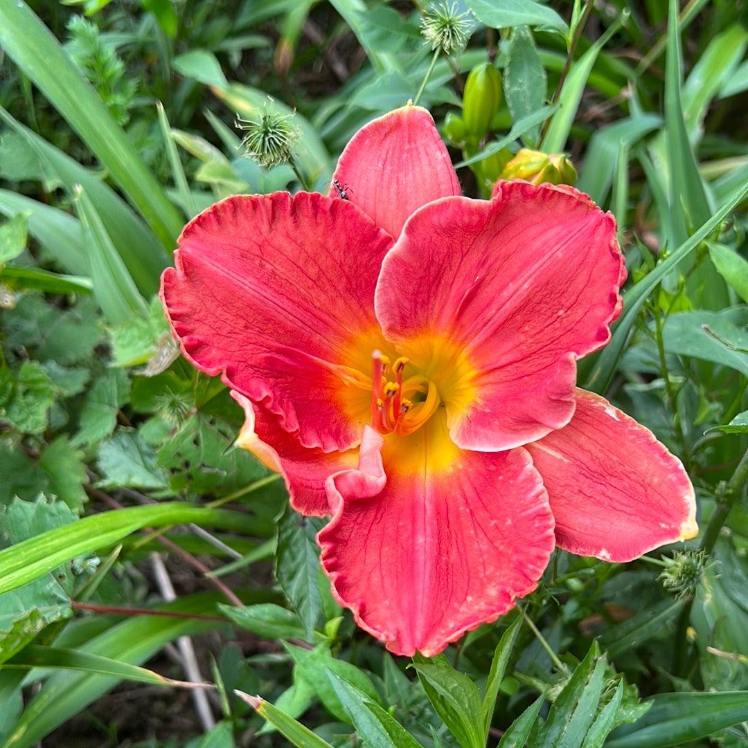 Rahodude, perennial Daylily