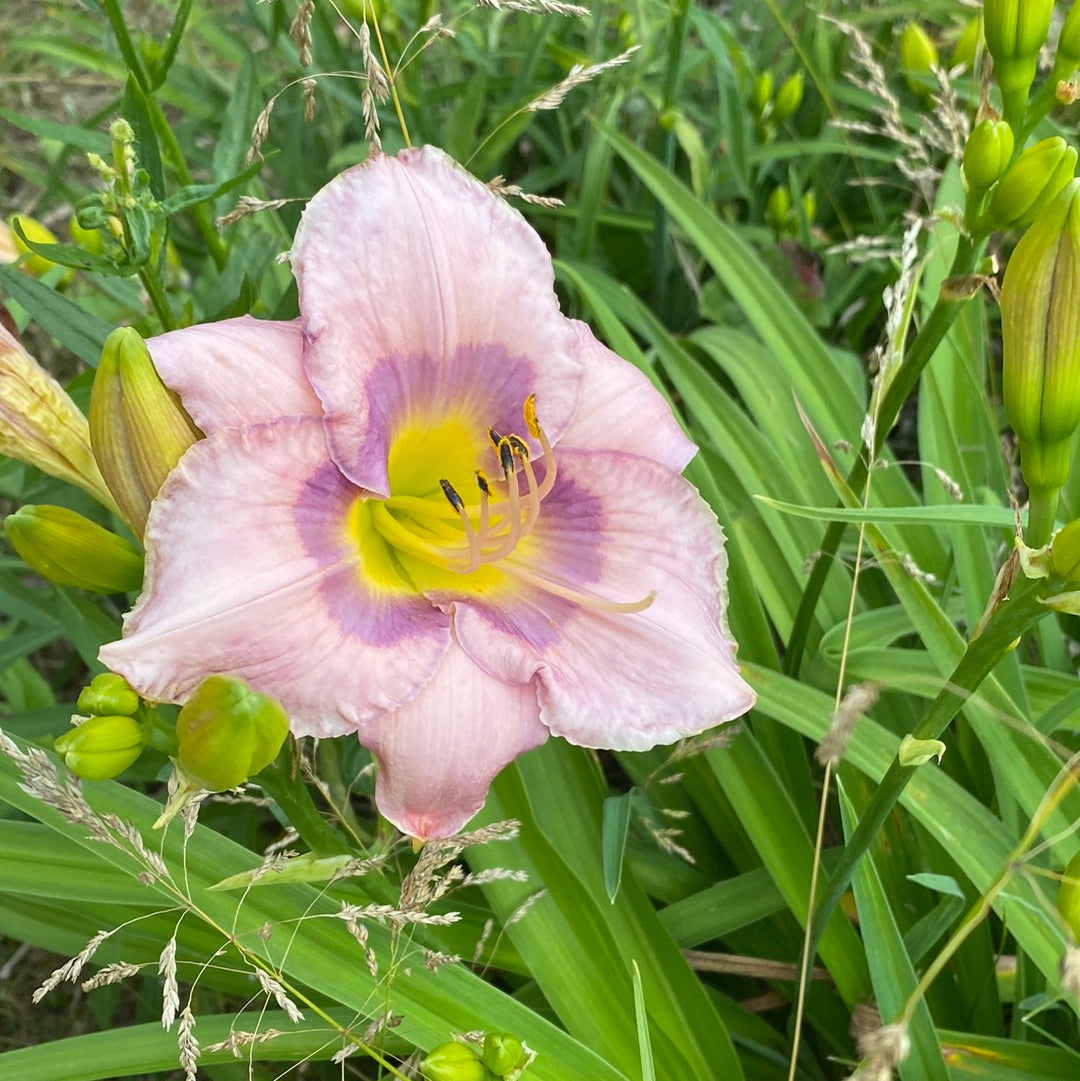 Linda Sierra, perennial Daylily