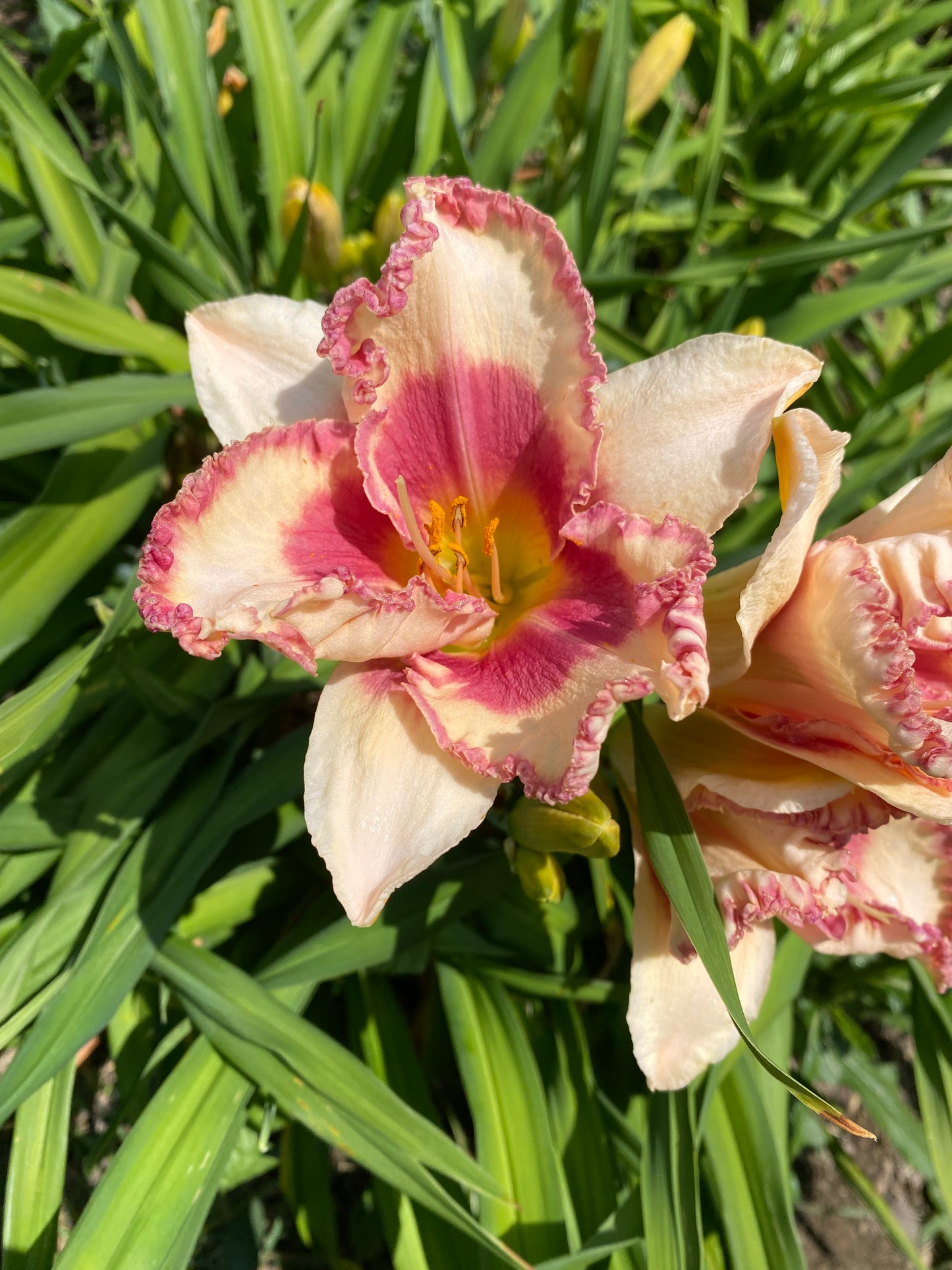 Annabelle’s Blush Perennial Daylily