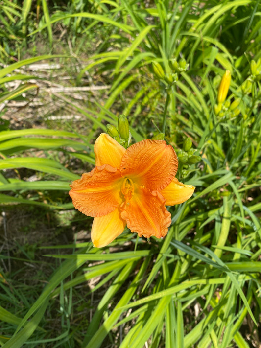 Watchamacallit Perennial Daylily