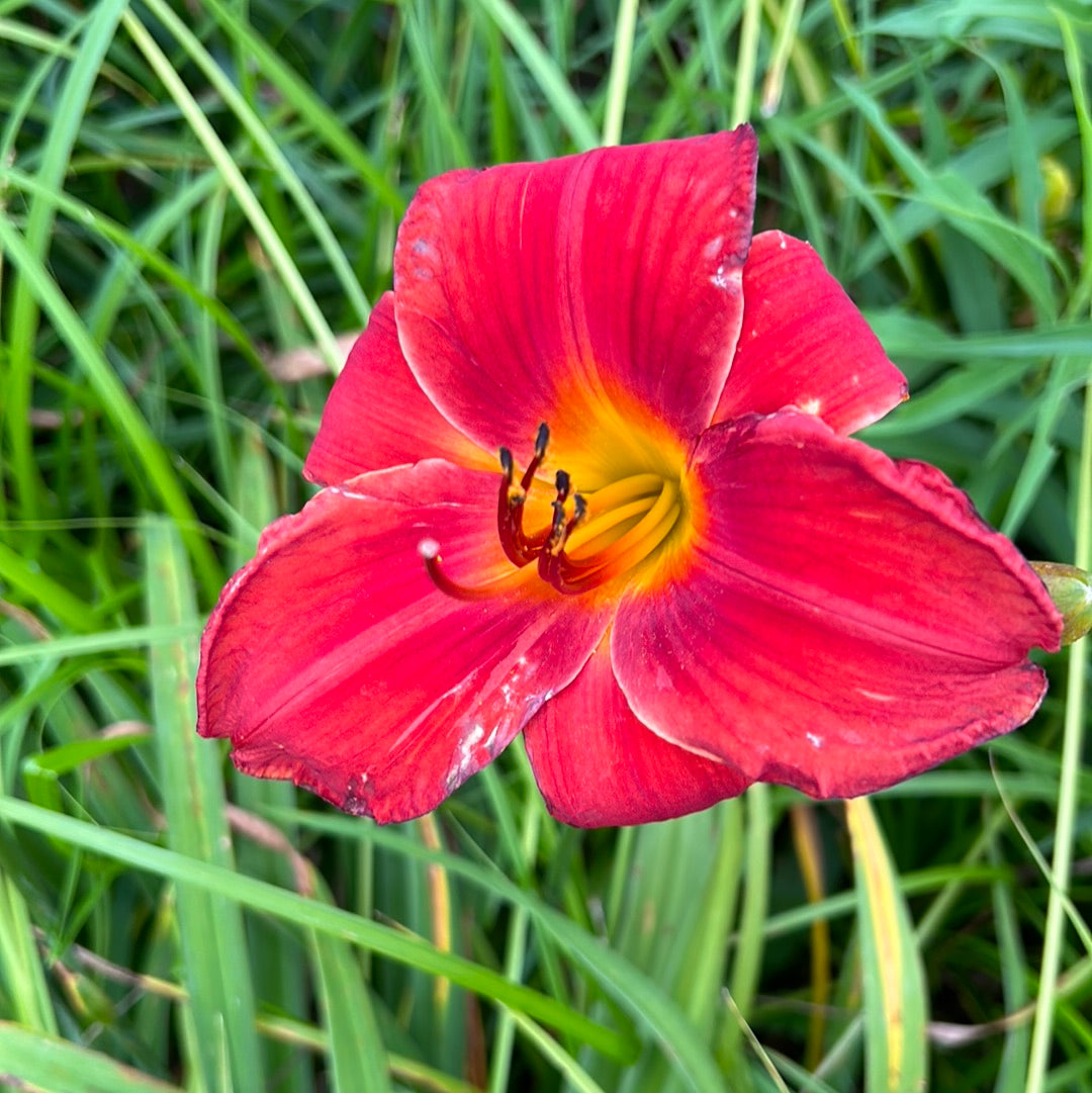 Vohann, perennial Daylily