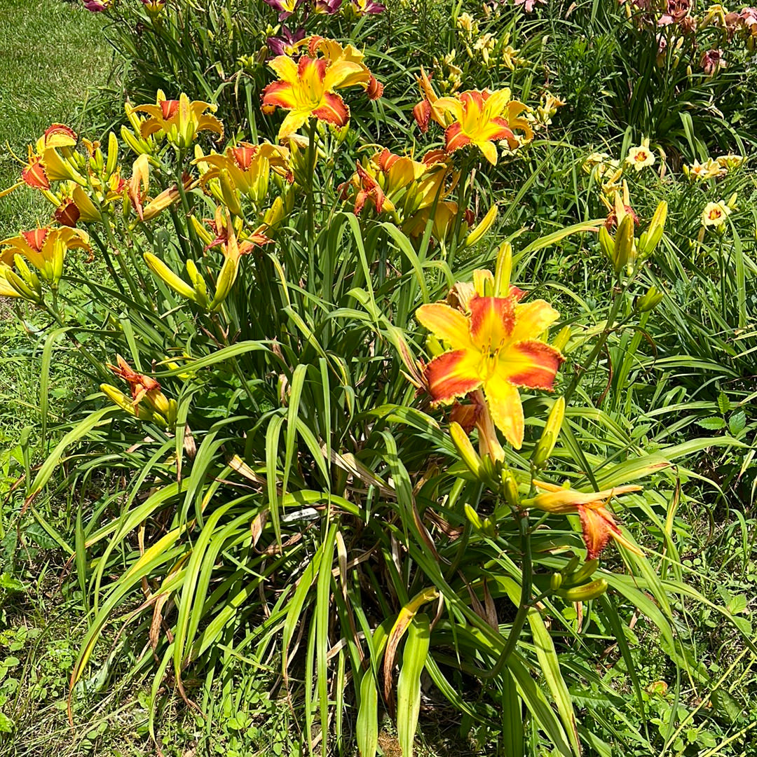 Sharky’s revenge, perennial Daylily