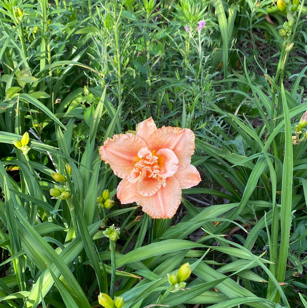 Jerry Pate Williams, perennial Daylily