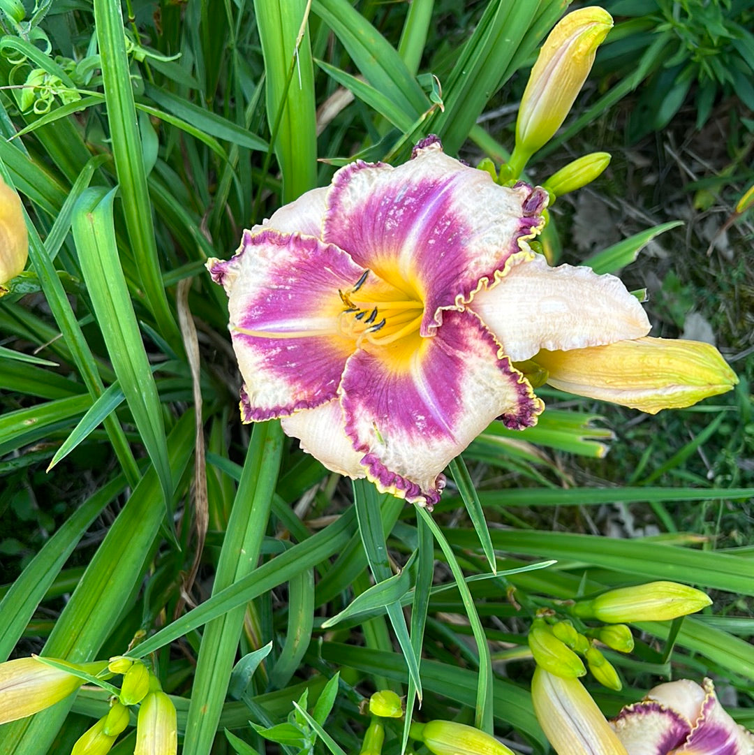 Edge of your seat, perennial Daylily