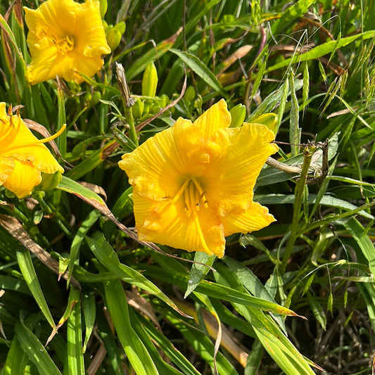 Katisue, perennial Daylily