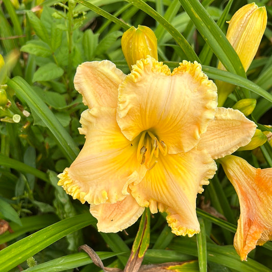 SpaceCoast passion released, perennial Daylily