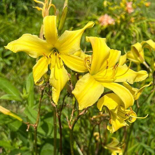 Adavier, perennial Daylily