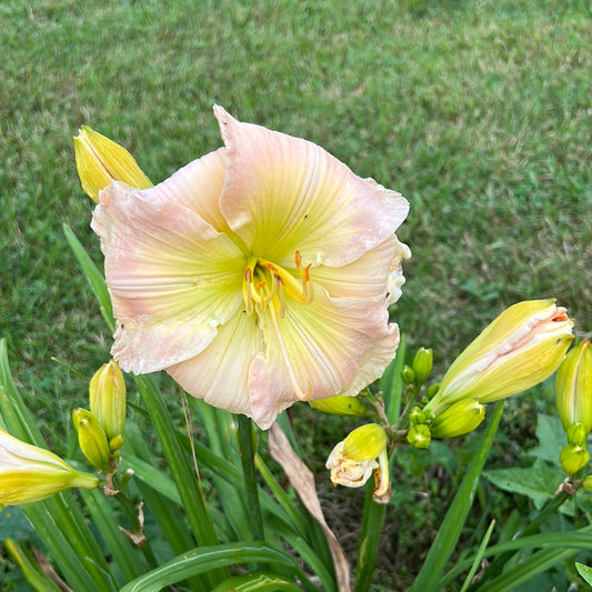 Ida Mae Norris, perennial Daylily