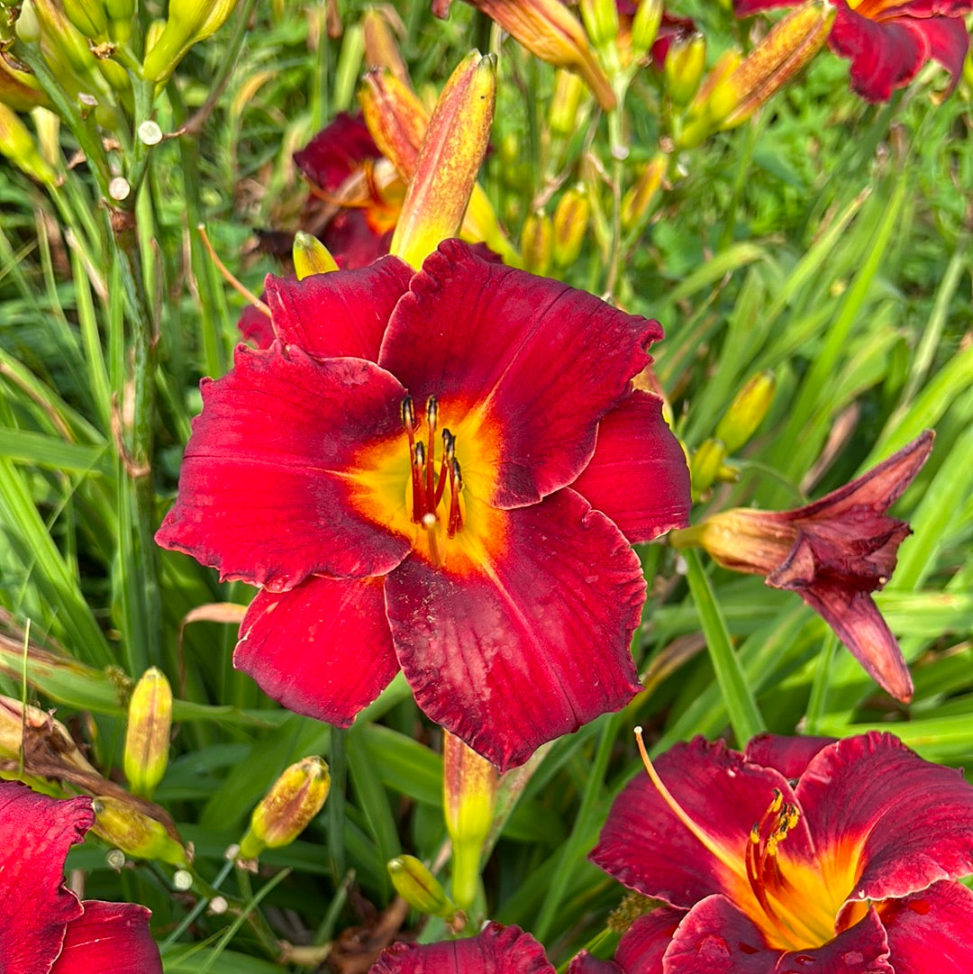 Bama bound, perennial Daylily