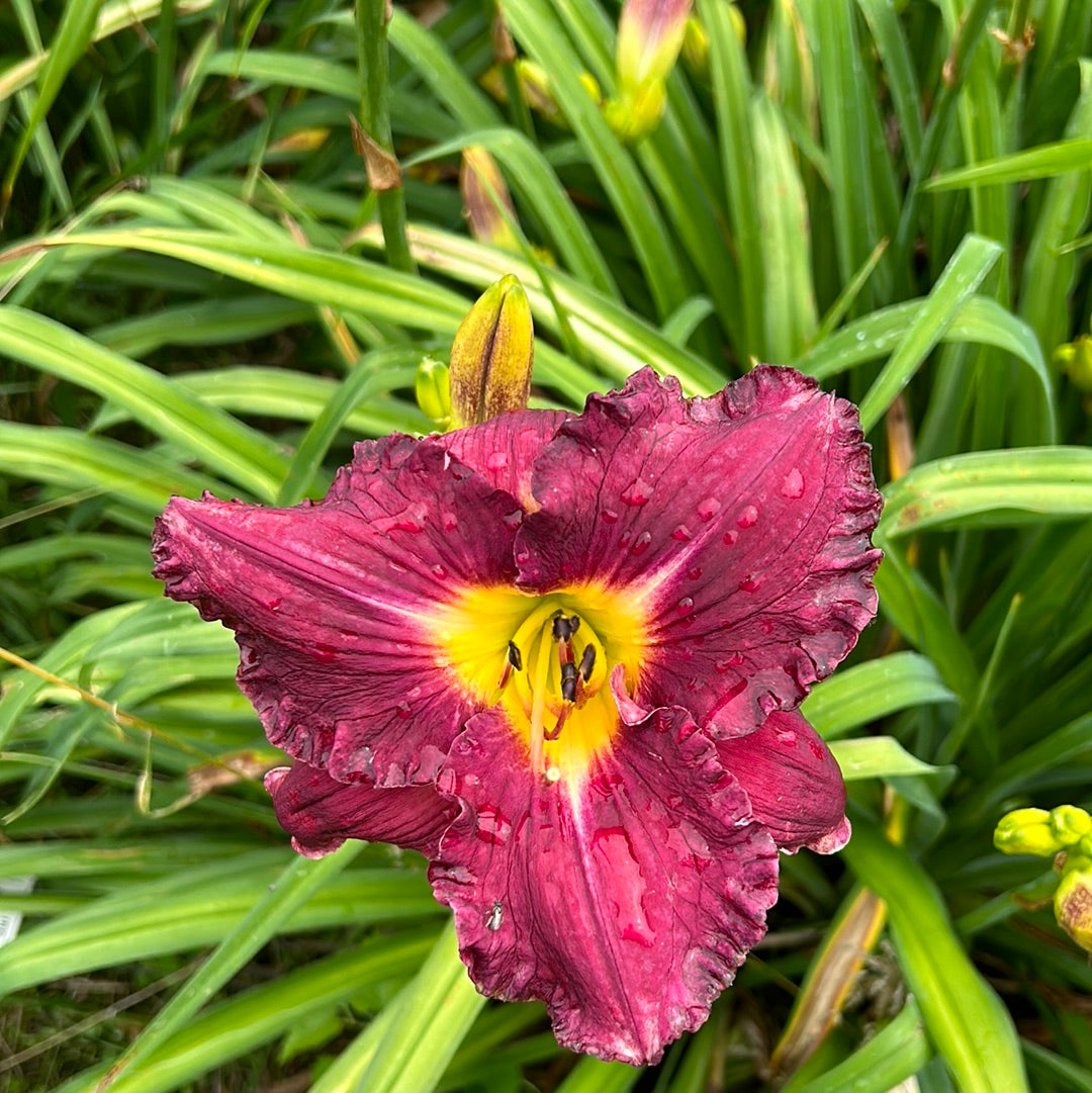 Capernaum sin, perennial Daylily