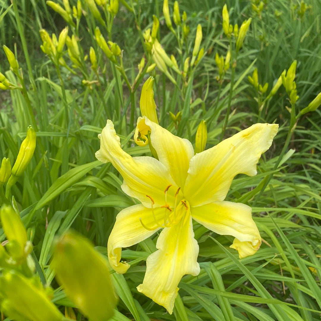 Simplicity in motion, perennial Daylily