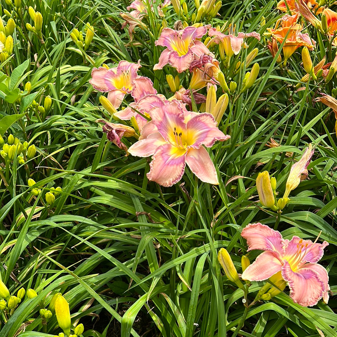 Mildred Mitchell , perennial Daylily