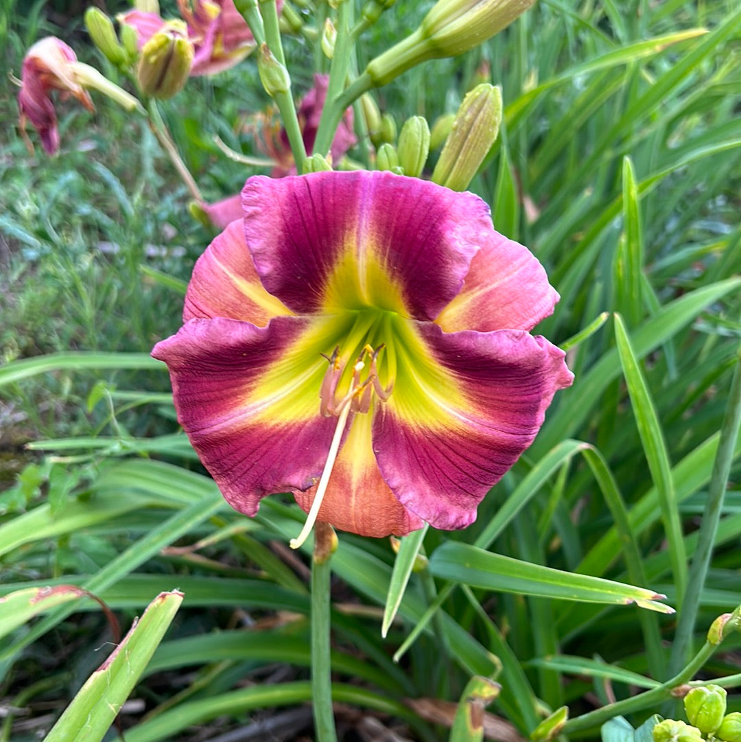 Dating a royal, perennial Daylily