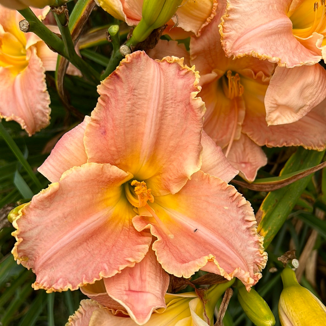 Finally letting go, perennial Daylily