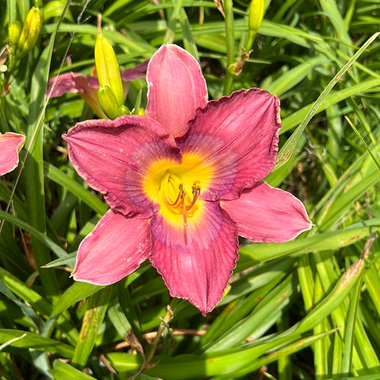 Bedouin tattoo, perennial Daylily