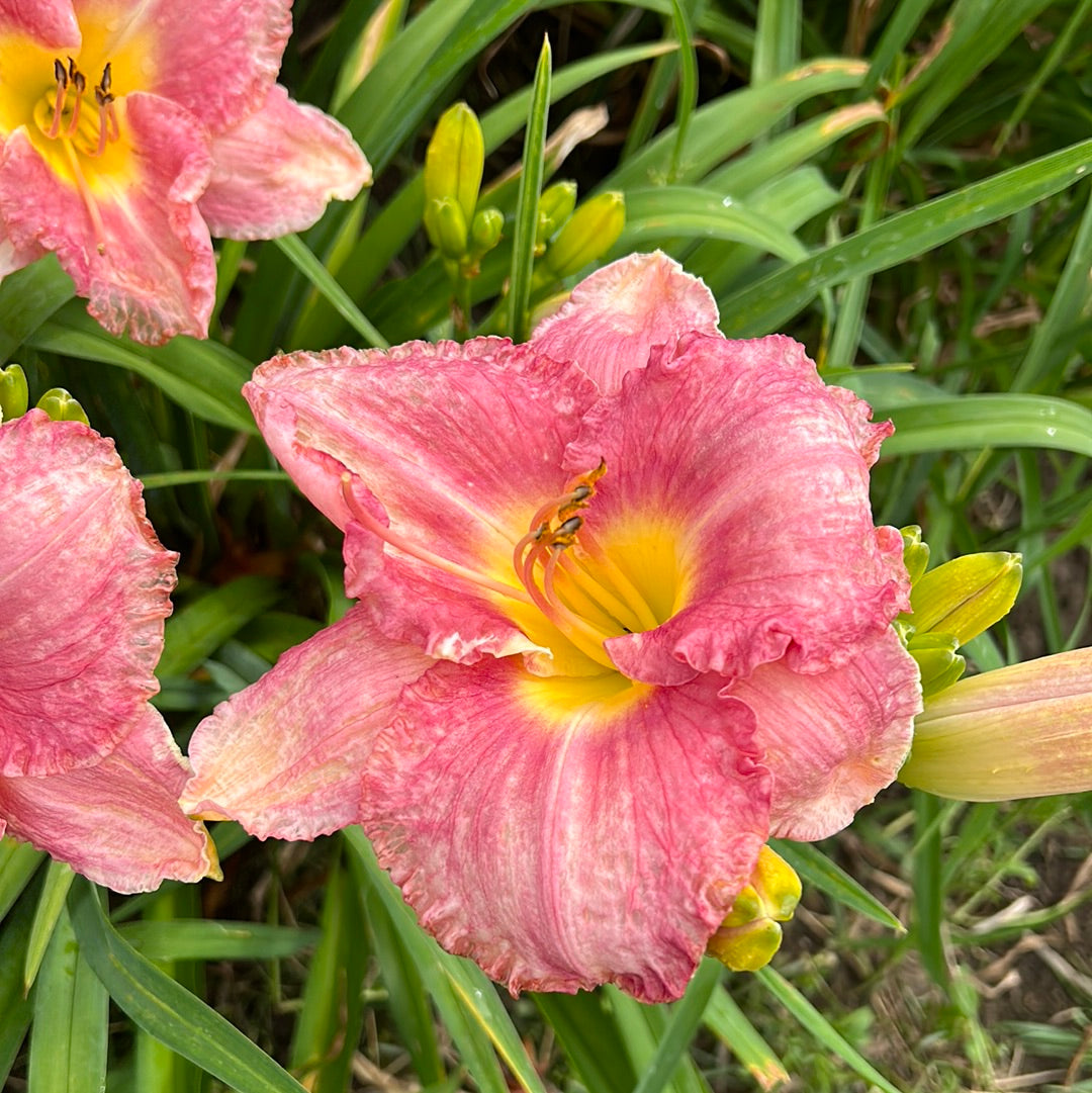 Dixie dreams, perennial Daylily