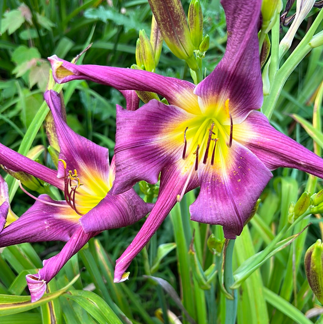 Purple corn dancer