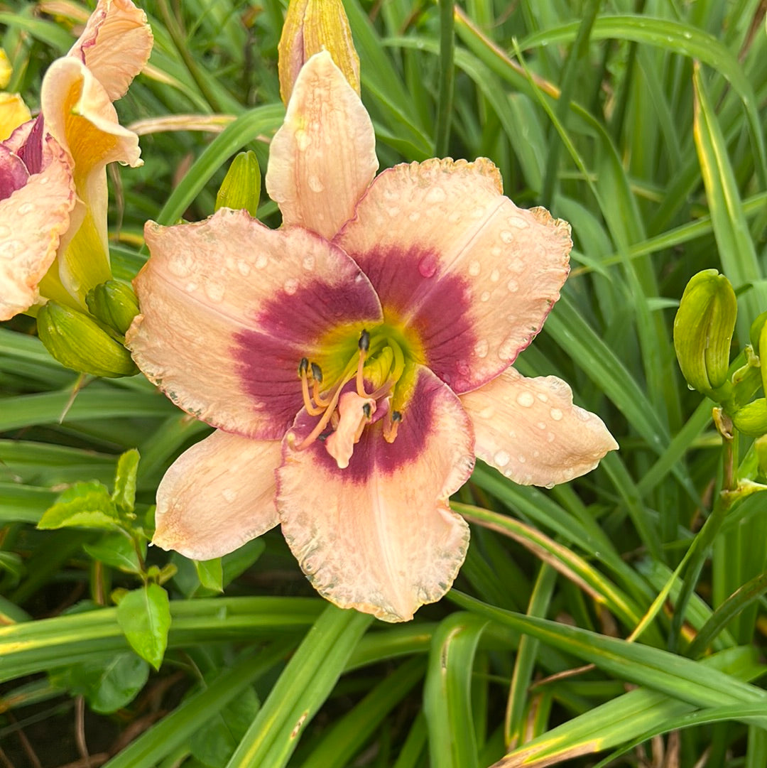 Dashing Prince, perennial Daylily