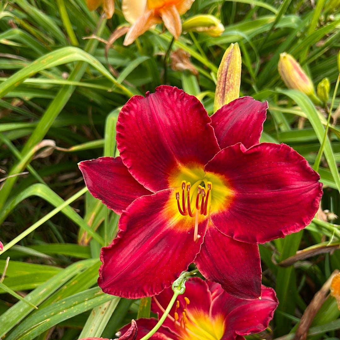 Shades of Scarlet, perennial Daylily