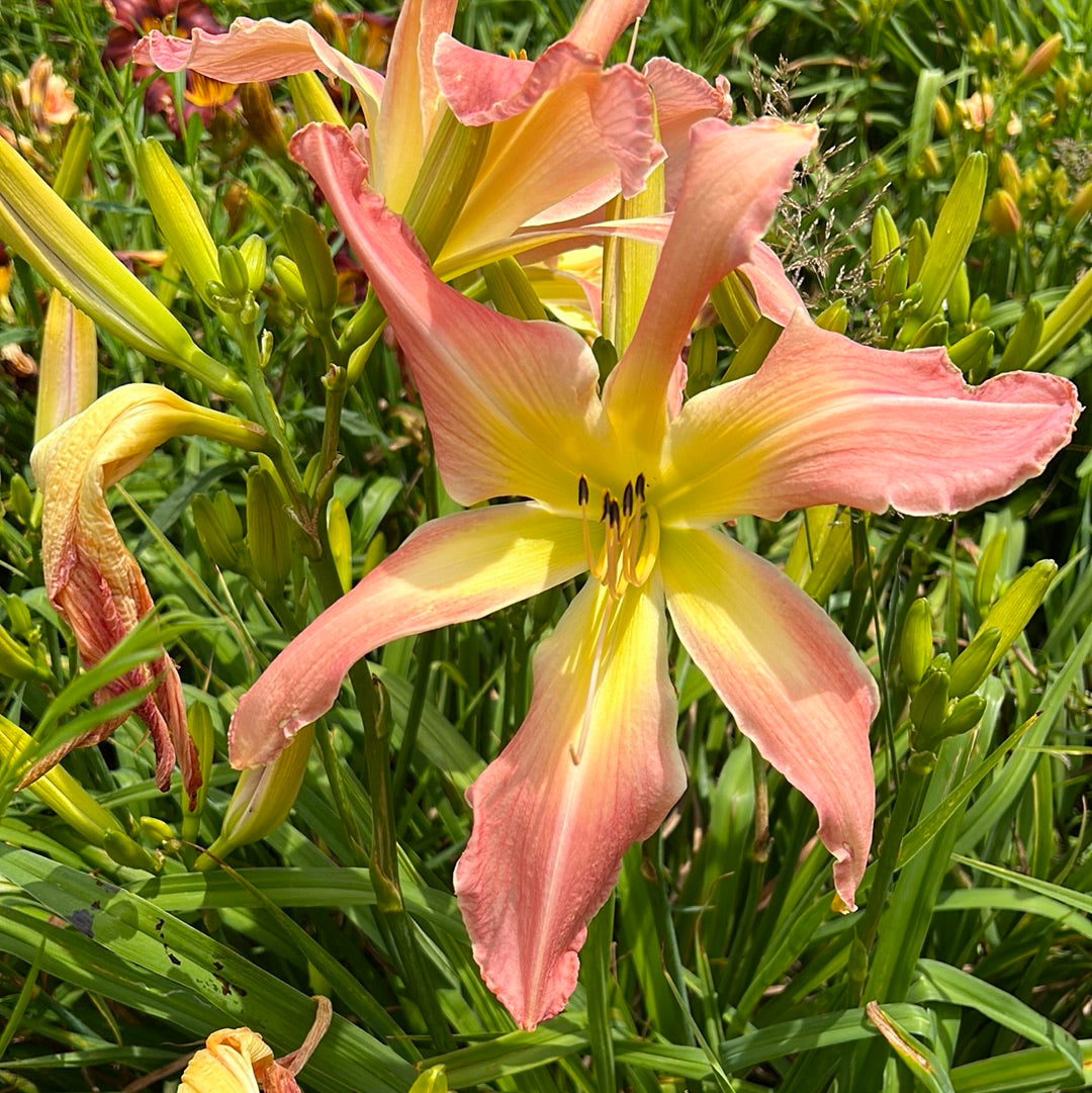 Websters pink wonder, perennial Daylily