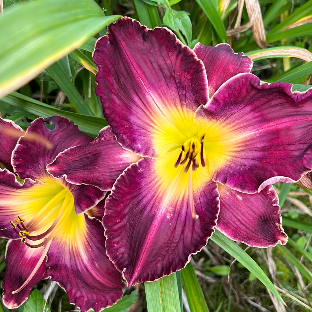 Tupac Amaru, perennial Daylily