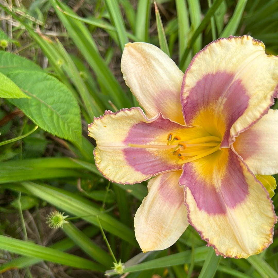 Off beat, perennial Daylily