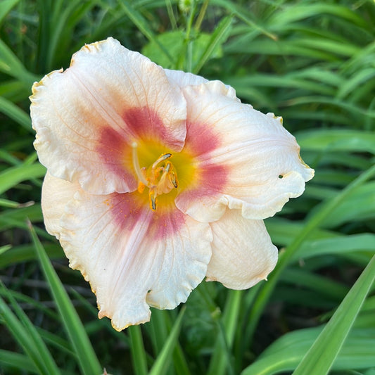 Peach candy, perennial Daylily