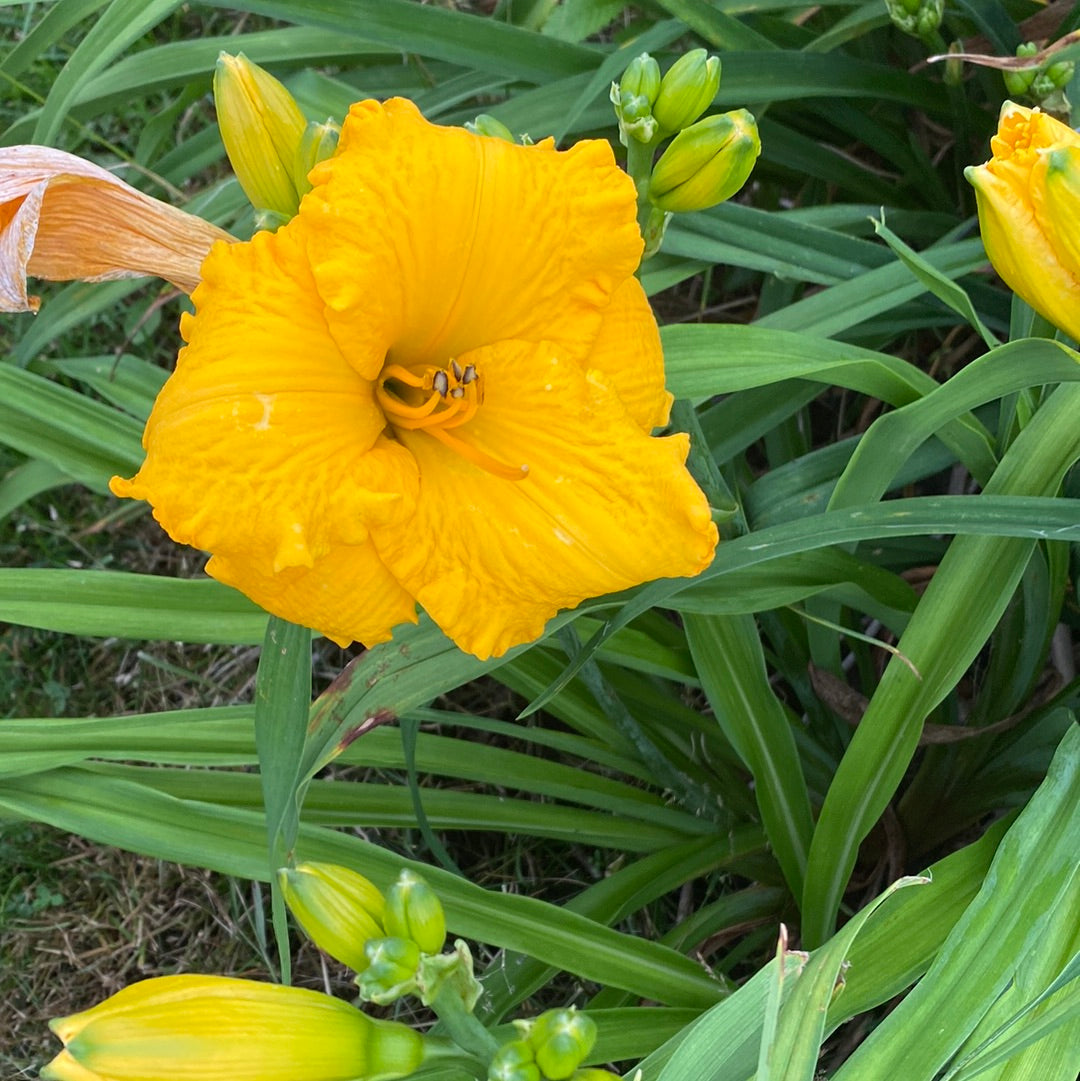 Jerusalem, perennial Daylily