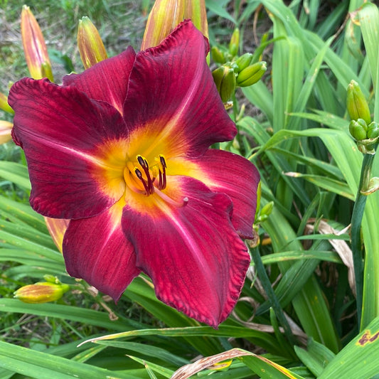 Red volunteer, perennial Daylily