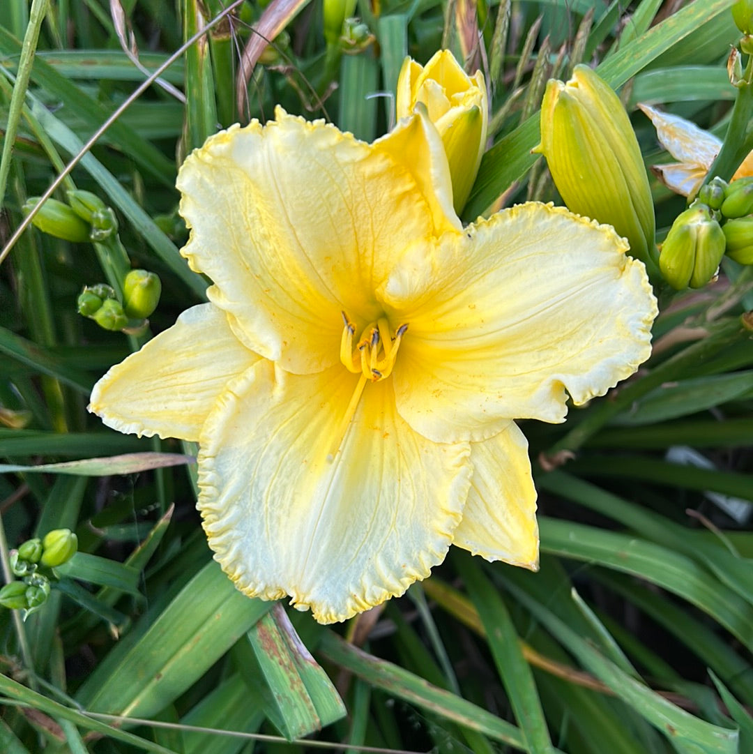 Embroidery plus, perennial Daylily