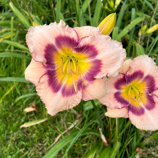 Ring of Hope, perennial Daylily