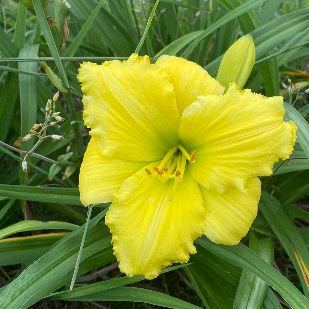 Atlanta full house, perennial Daylily