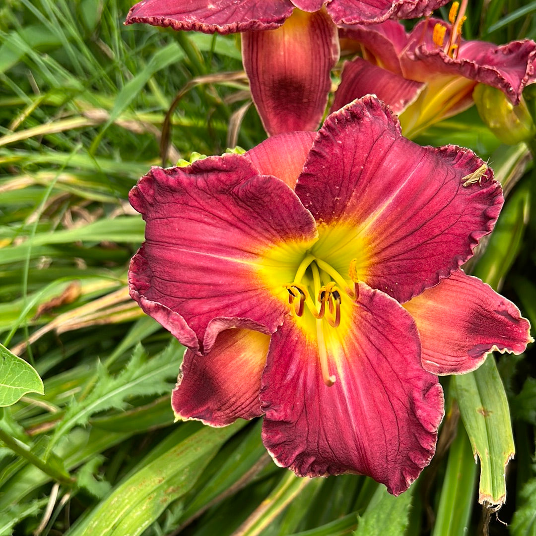 Paradise lost, perennial Daylily