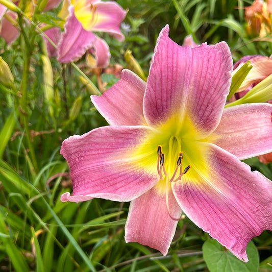 Flutterbye, perennial Daylily