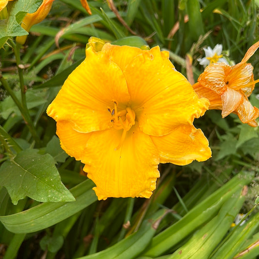 Ciel D’Or, perennial Daylily