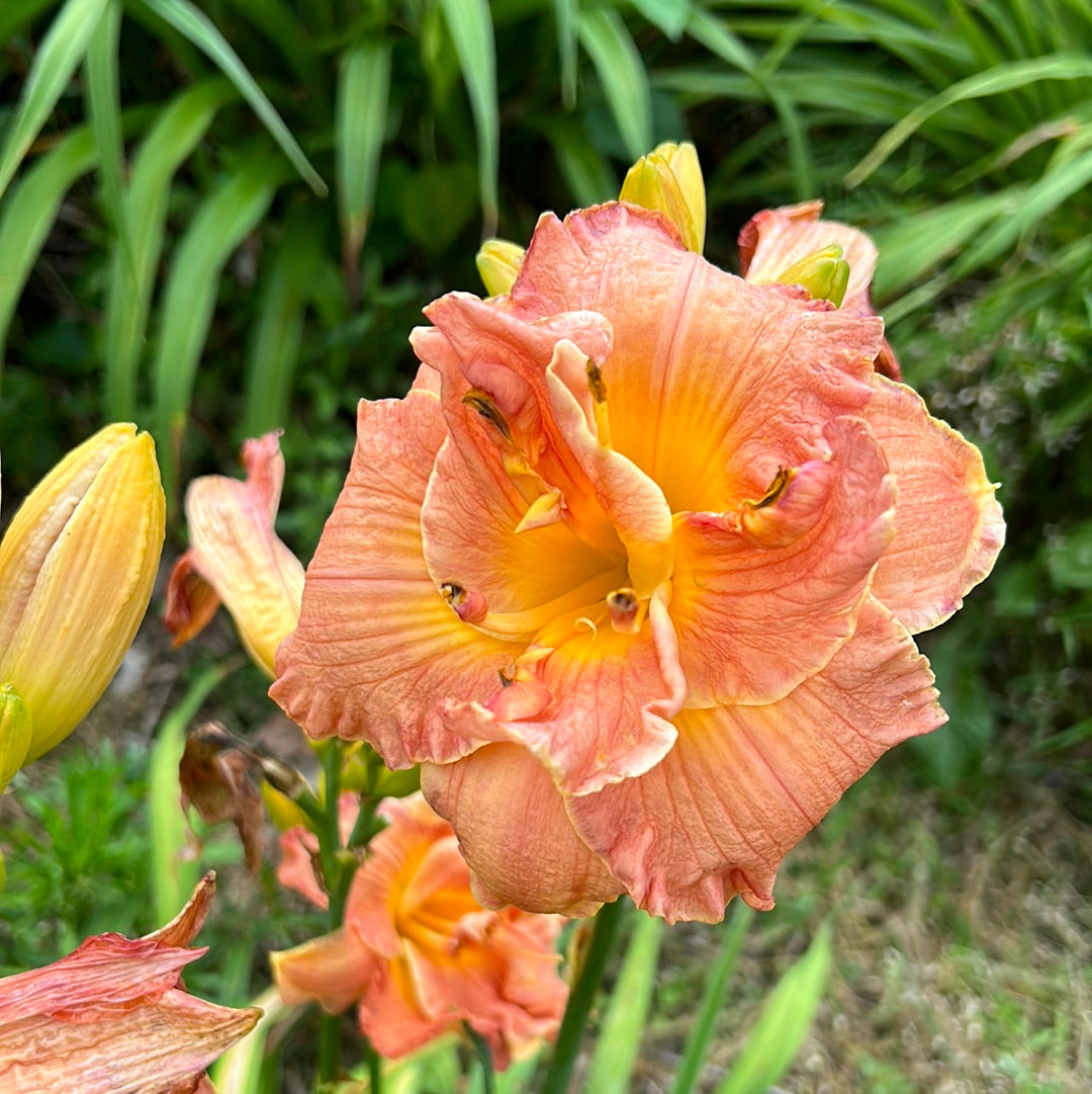 Packed to please, perennial Daylily