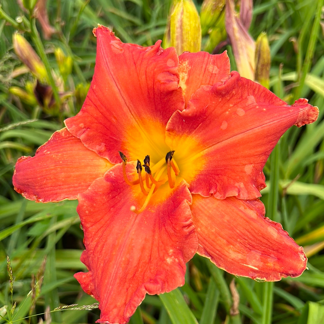 Ruffled fury, perennial Daylily