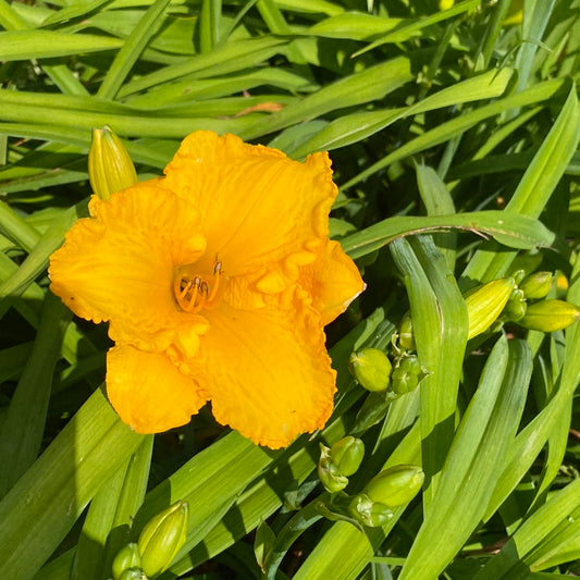 Jerusalem, perennial Daylily