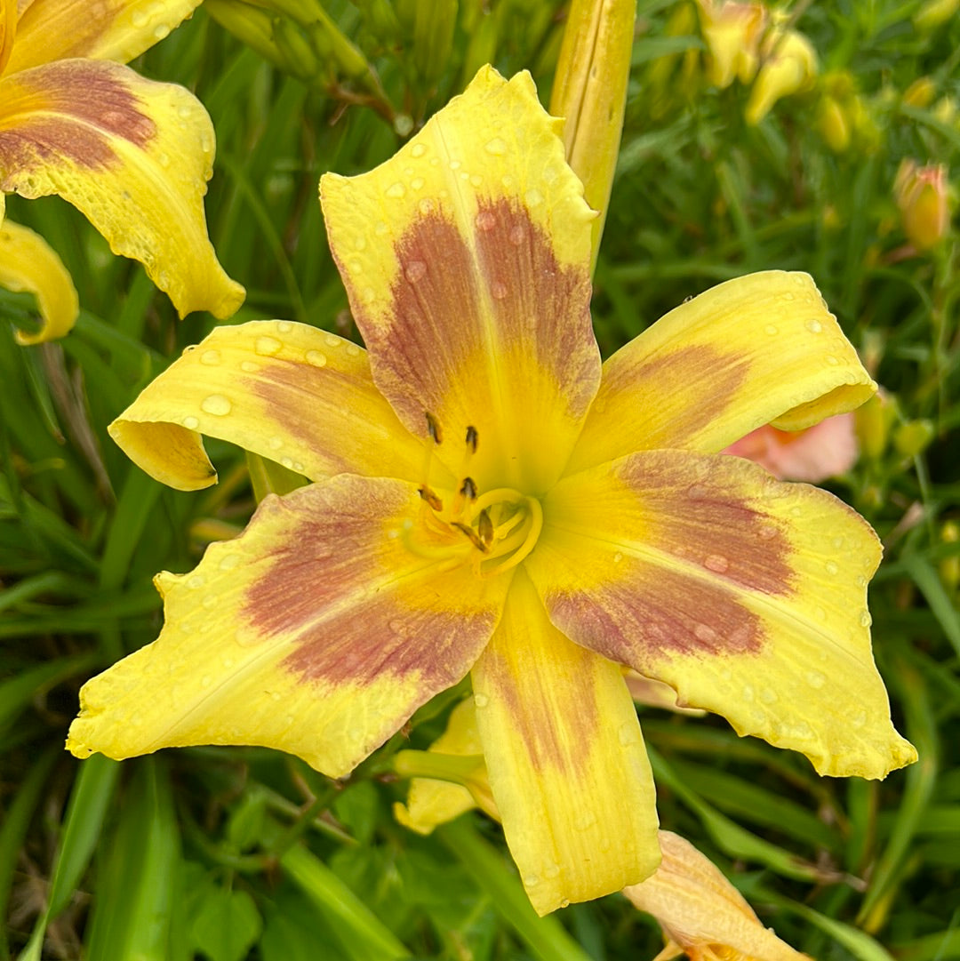 Heavenly flight, perennial Daylily