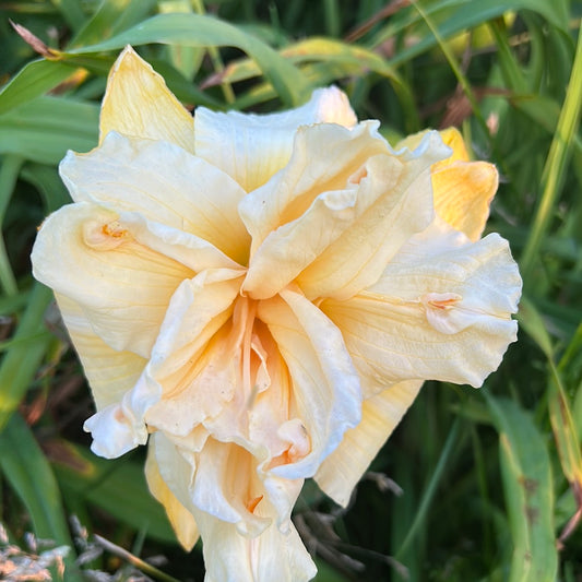 Vanilla fluff, perennial Daylily