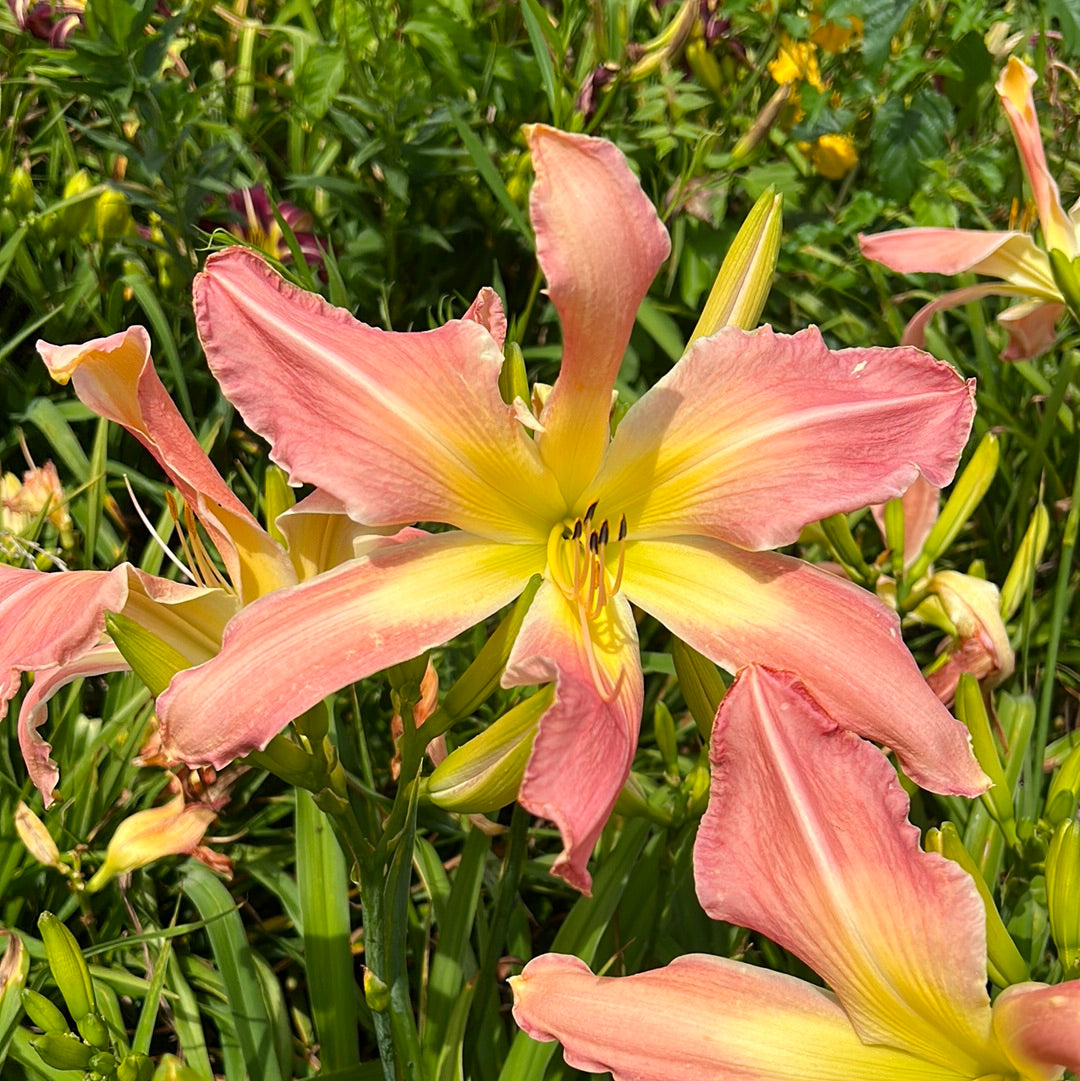 Websters pink wonder, perennial Daylily