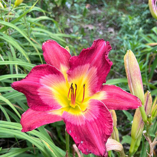 Aaron Brown, perennial Daylily