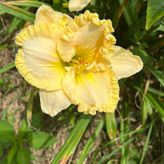 Wonder of it all, perennial Daylily