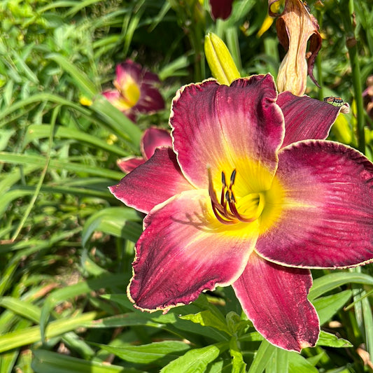 Lounge lizard, perennial Daylily