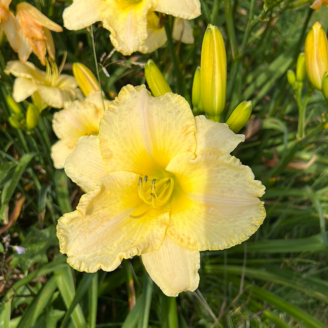 Fragrant pastel cheers, perennial Daylily