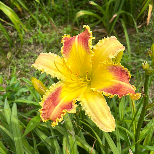 King cobra, perennial Daylily