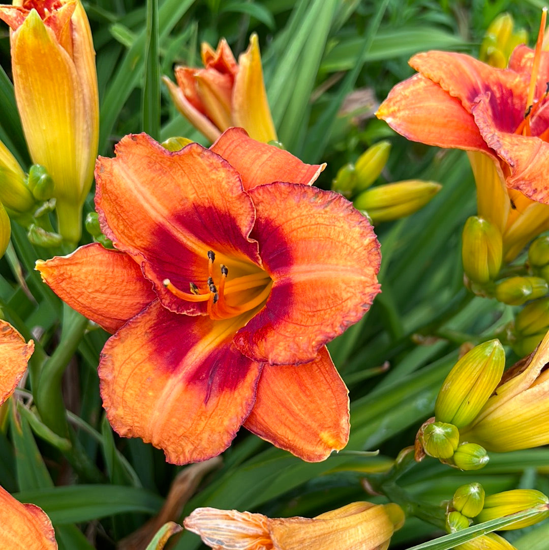 Tigger, perennial Daylily