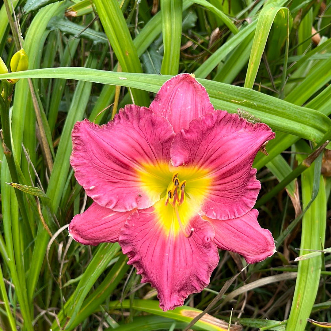 Barney, perennial Daylily