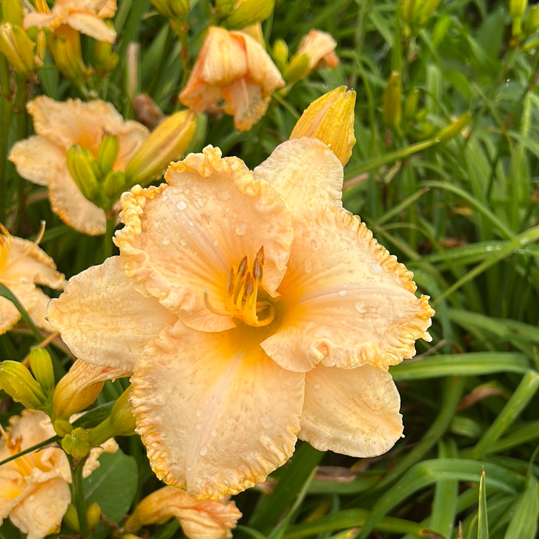 Brown’s ferry peaches N’ cream, perennial Daylily